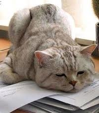 Happy Cat!